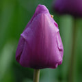 Buy Tulipa 'Negrita' Bulbs online UK