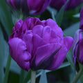 Buy Tulipa 'Negrita Double' Bulbs online UK