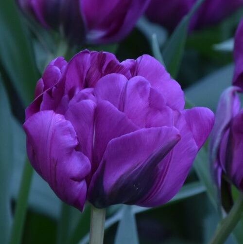Buy Tulipa 'Negrita Double' Bulbs online UK