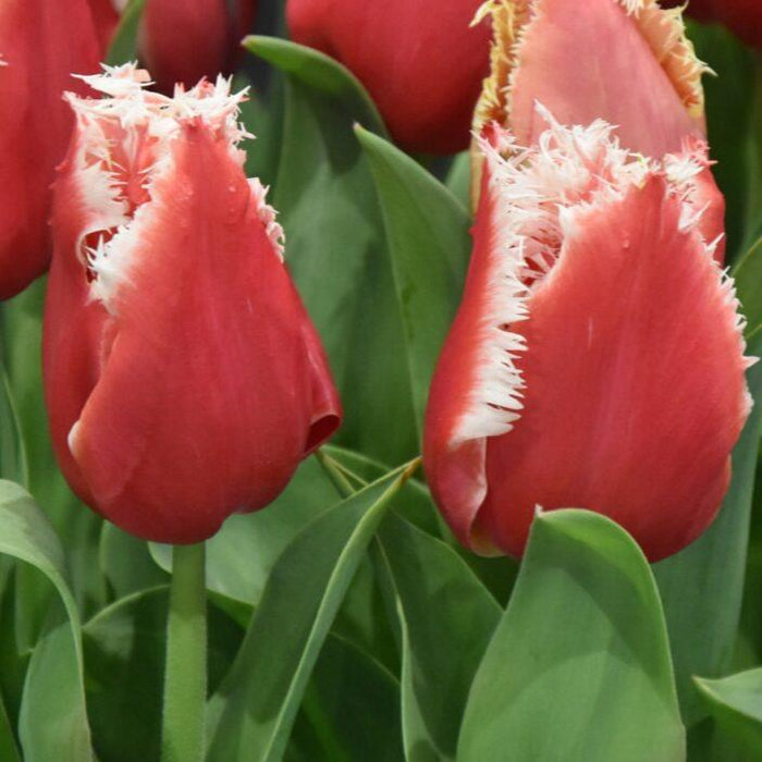 Buy Tulipa 'New Santa' Bulbs online UK
