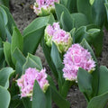 Buy Tulipa 'Newcastle' Bulbs online UK