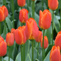 Tulipa 'Okura' Bulbs