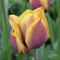 Buy Tulipa 'Old Times' Bulbs online UK