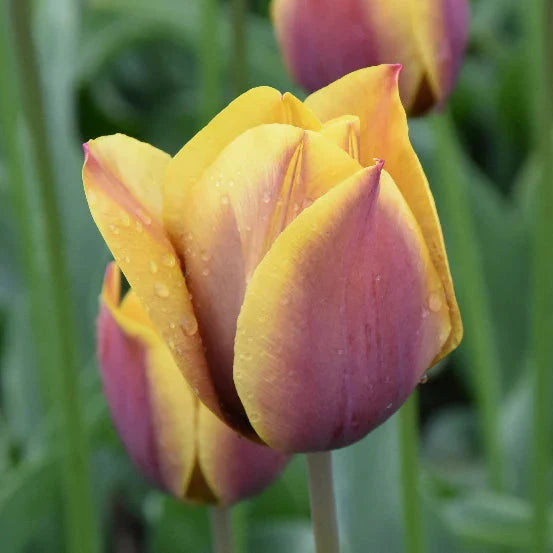Buy Tulipa 'Old Times' Bulbs online UK