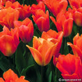 Buy Tulipa 'Orange Emperor' Bulbs online UK