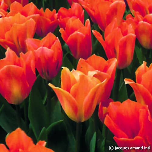 Buy Tulipa 'Orange Emperor' Bulbs online UK