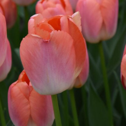 Buy Tulipa 'Orange Pride' Bulbs online UK