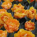 Buy Tulipa 'Orange Princess' Bulbs online UK