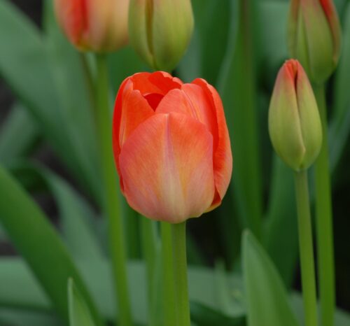 Buy Tulipa 'Orange Van Eijk' Bulbs online UK