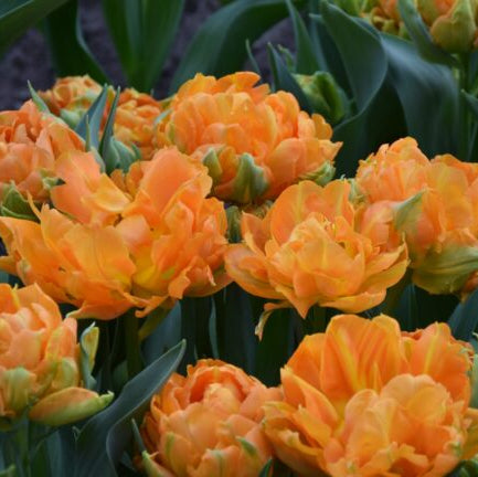 Buy Tulipa 'Orca' Bulbs online UK