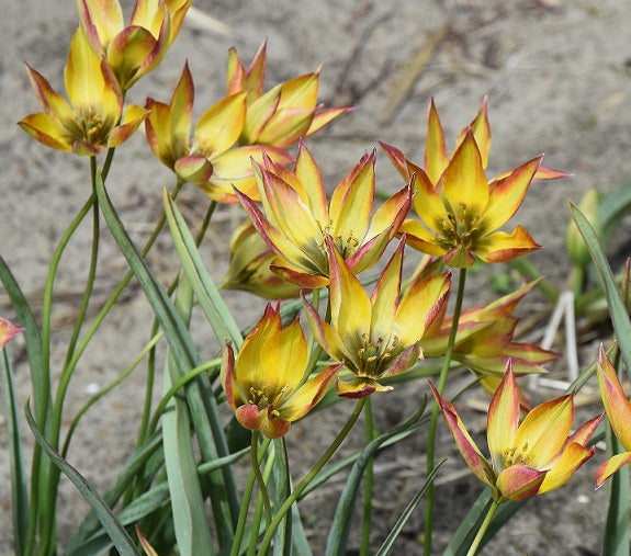 Buy Tulipa orphanidea 'Flava' Bulbs online UK