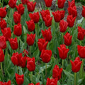 Buy Tulipa 'Oscar' Bulbs online UK