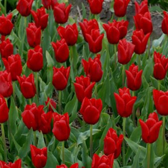 Buy Tulipa 'Oscar' Bulbs online UK