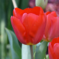 Buy Tulipa 'Oxford' Bulbs online UK