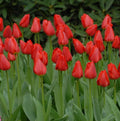 Buy Tulipa 'Parade' Bulbs online UK