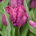 Buy Tulipa 'Parrot Prince' Bulbs online UK
