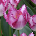 Buy Tulipa 'Passion Play' Bulbs online UK