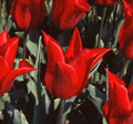 Buy Tulipa 'Pieter de Leur' Bulbs online UK