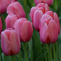 Buy Tulipa 'Pink Impression' Bulbs online UK
