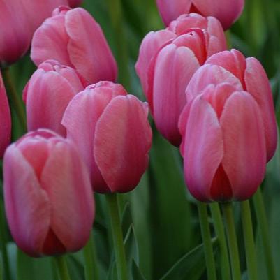 Buy Tulipa 'Pink Impression' Bulbs online UK