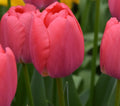 Buy Tulipa 'Pink Pride' Bulbs online UK