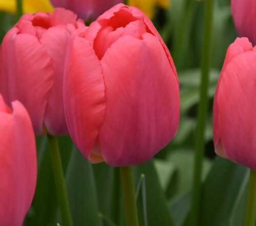 Buy Tulipa 'Pink Pride' Bulbs online UK