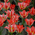 Buy Tulipa 'Plaisir' Bulbs online UK