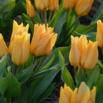 Buy Tulipa praestans 'Shogun' Bulbs online UK