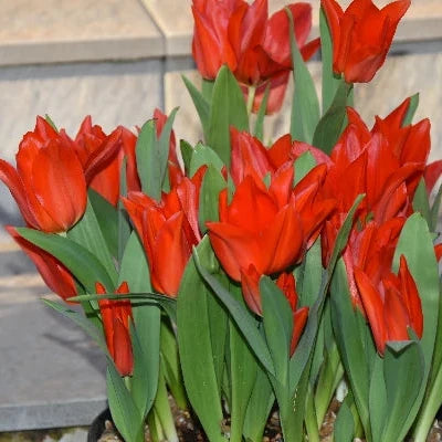 Tulipa praestans 'Van Tubergen's Variety' Bulbs