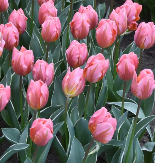 Buy Tulipa 'Pretty Princess' Bulbs online UK