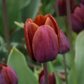Tulipa 'Prince of Wales' Bulbs