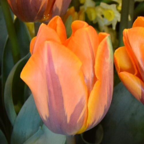 Buy Tulipa 'Princess Irene' Bulbs online UK