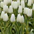 Buy Tulipa 'Purissima Design' Bulbs online UK