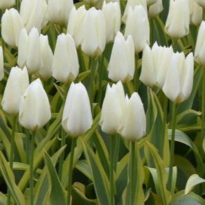 Buy Tulipa 'Purissima Design' Bulbs online UK
