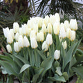 Buy Tulipa 'Purissima' (White Emperor) Bulbs online UK