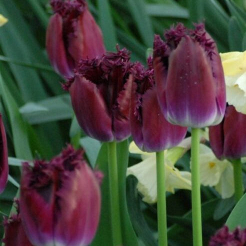 Buy Tulipa 'Purple Crystal' Bulbs online UK
