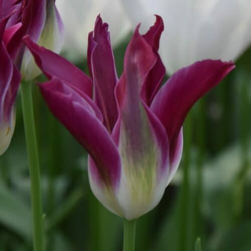 Buy Tulipa 'Purple Dance' Bulbs online UK