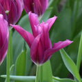 Buy Tulipa 'Purple Doll' Bulbs online UK