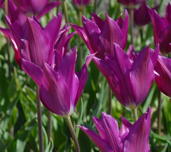 Buy Tulipa 'Purple Dream' Bulbs online UK