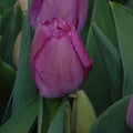 Buy Tulipa 'Purple Pride' Bulbs online UK