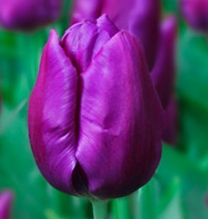 Buy Tulipa 'Purple Purissima' Bulbs online UK