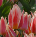 Buy Tulipa 'Quebec' Bulbs online UK