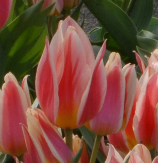 Buy Tulipa 'Quebec' Bulbs online UK