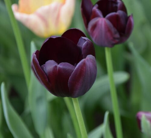 Buy Tulipa 'Queen of Night' Bulbs online UK