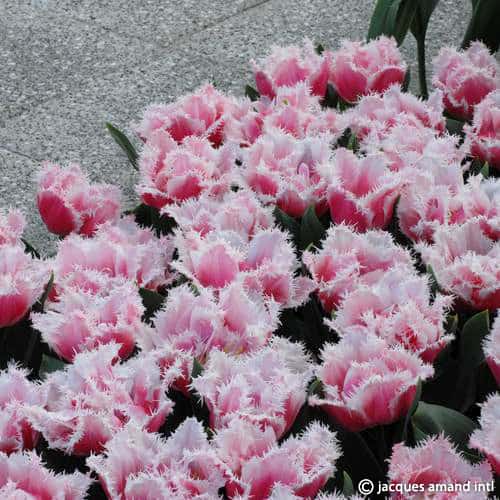 Buy Tulipa 'Queensland' Bulbs online UK