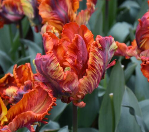 Buy Tulipa 'Rasta Parrot' Bulbs online UK