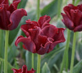 Buy Tulipa 'Red Dress' Bulbs online UK
