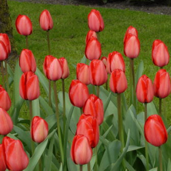 Buy Tulipa 'Red Impression' Bulbs online UK