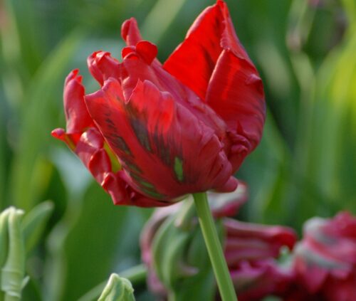 Buy Tulipa 'Red Madonna' Bulbs online UK