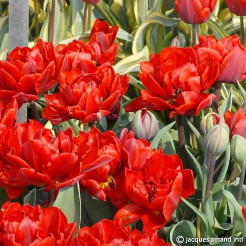 Buy Tulipa 'Red Princess' Bulbs online UK